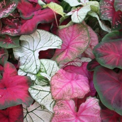 Fancy leaf